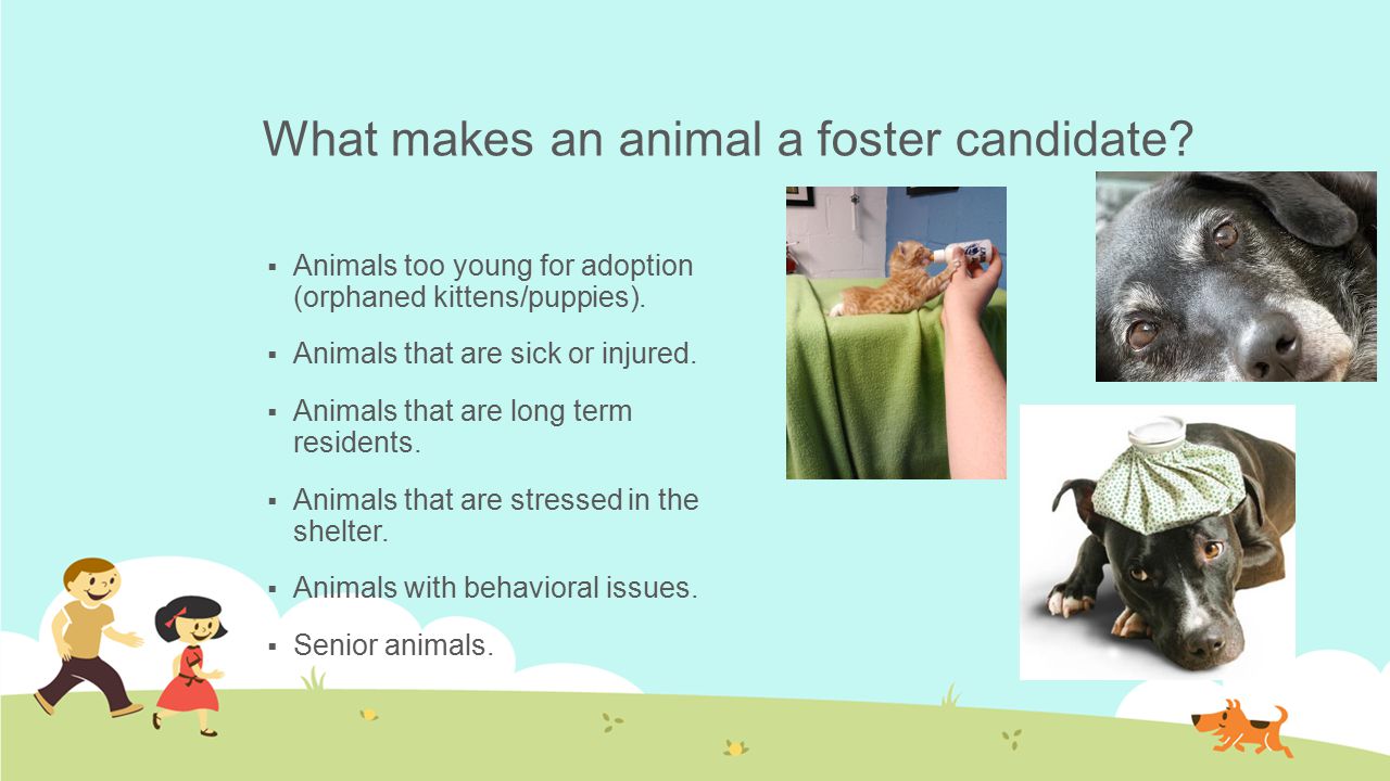 What Is a Foster Parent.