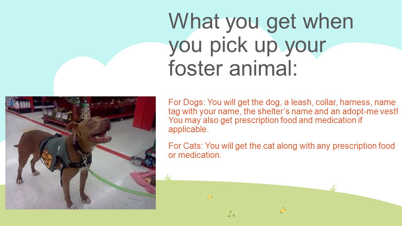 How to become a foster parent: Submit an application online.