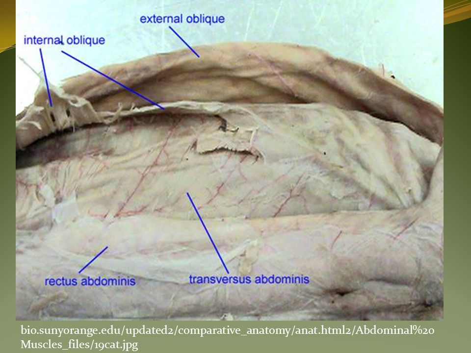 bio.sunyorange.edu/updated2/comparative_anatomy/anat.html2/Abdominal%20 Muscles_files/19cat.jpg
