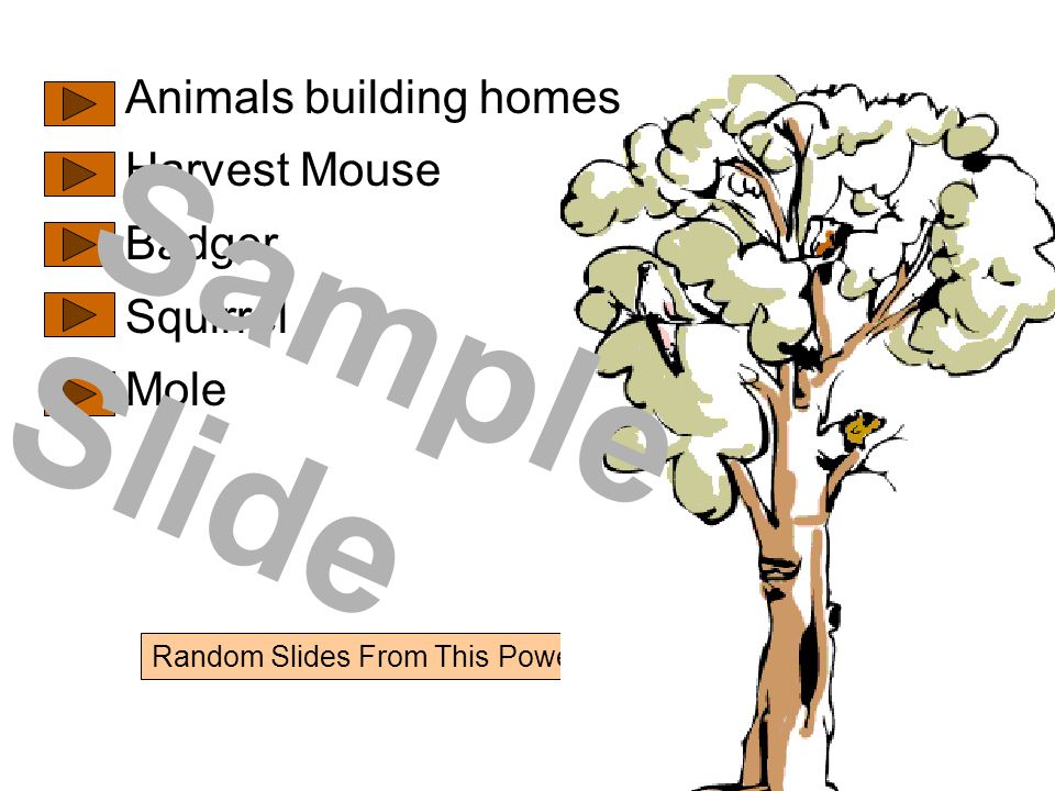 Random Slides From This PowerPoint Show Animals building homes Harvest Mouse Badger Squirrel Mole Sample Slide