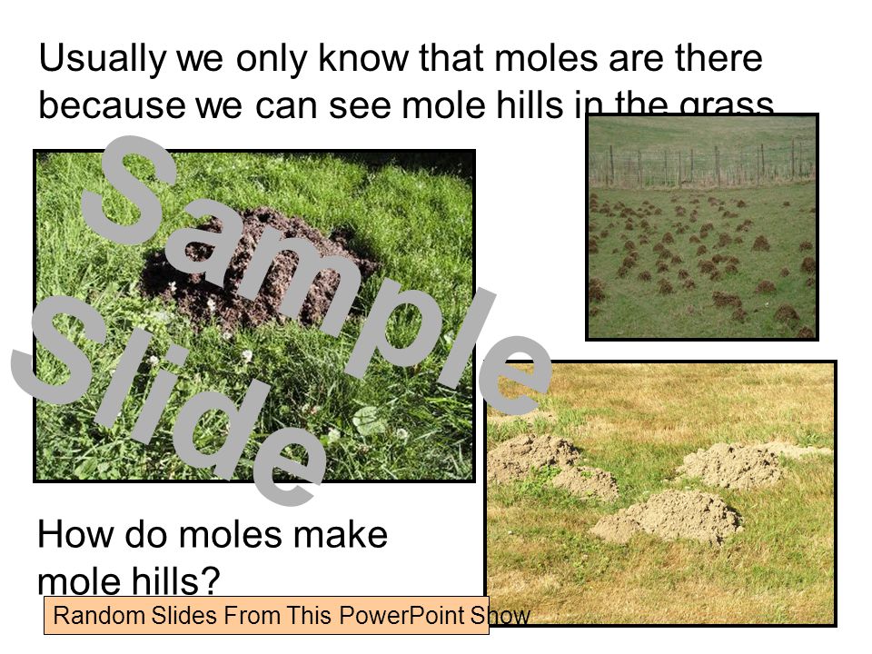 Usually we only know that moles are there because we can see mole hills in the grass.