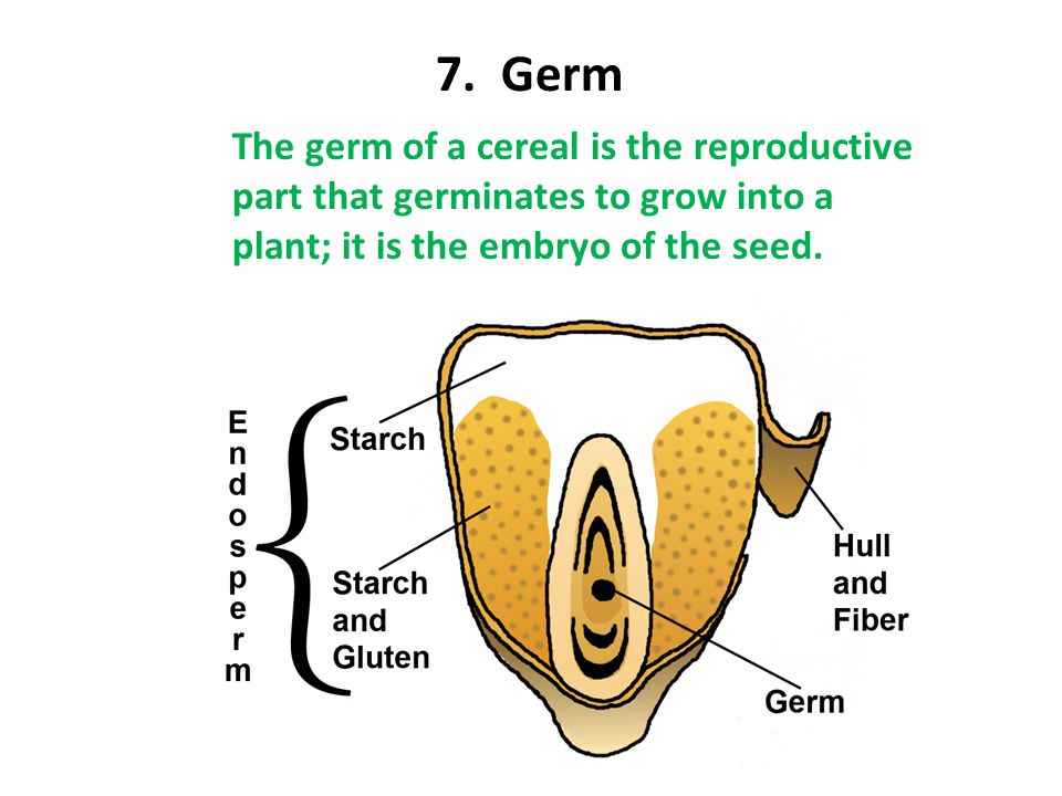 Corn Video Different types of corn at called “Races.” - ppt download