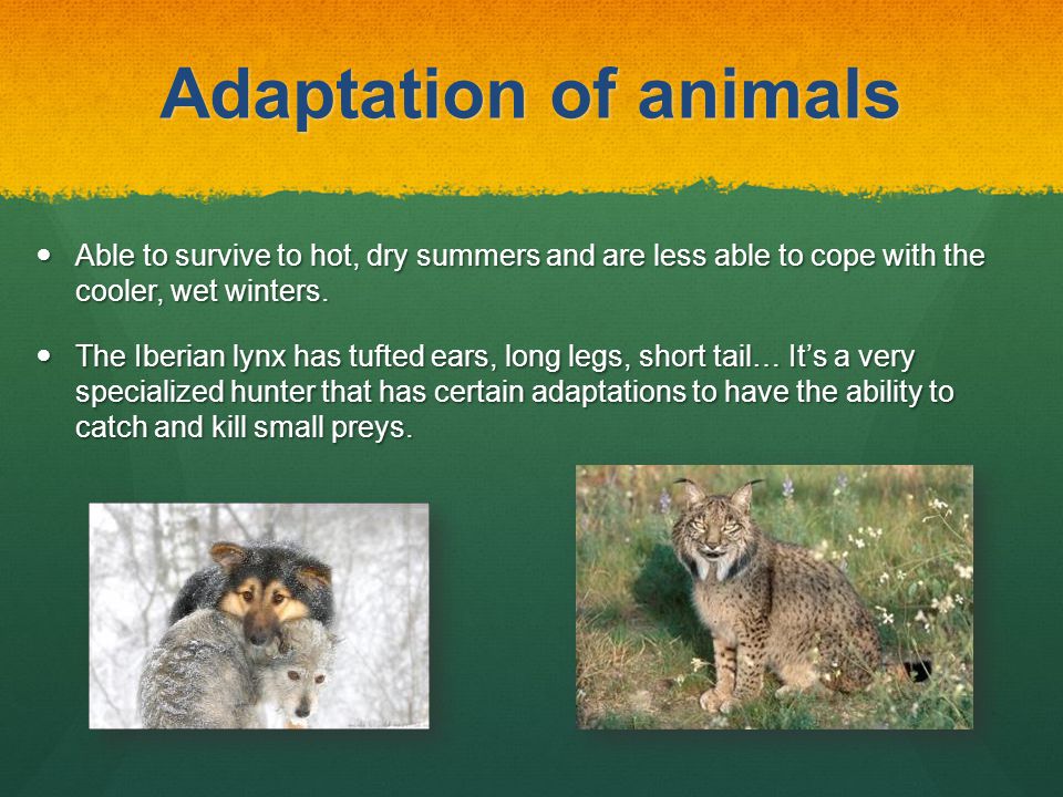 Adaptation of plants and animals at the Mediterranean climate By Lucas  Echegaray & Mateo Sánchez. - ppt download