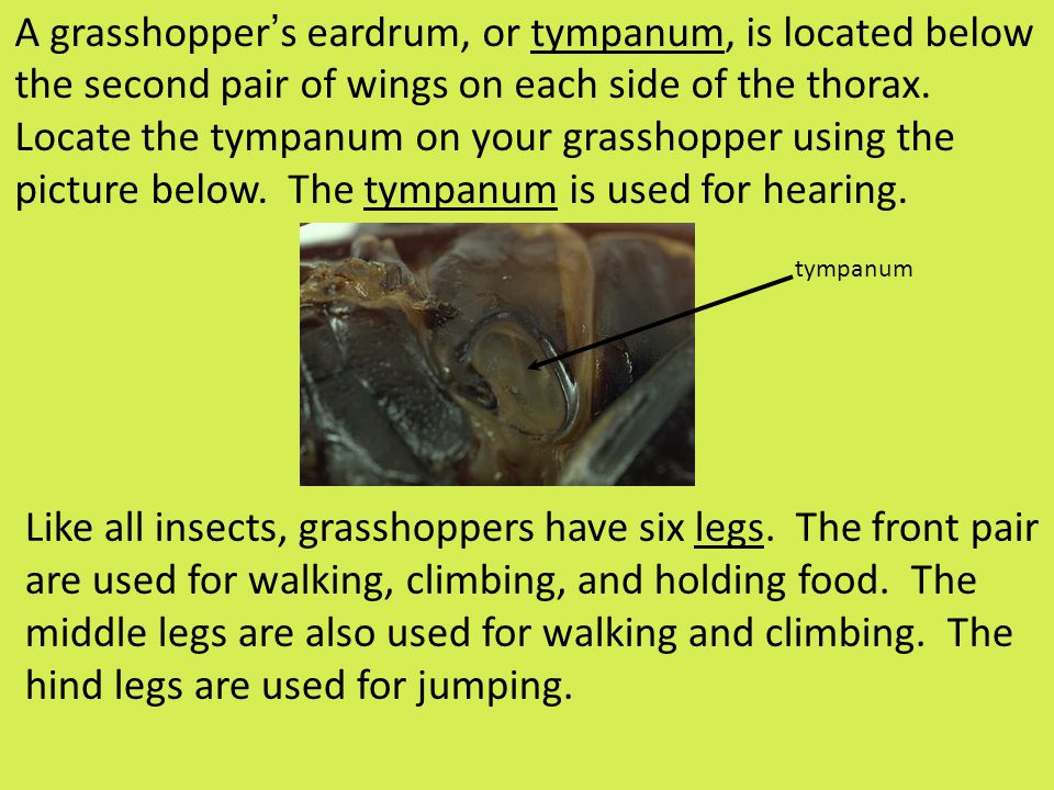 A grasshopper ’ s eardrum, or tympanum, is located below the second pair of wings on each side of the thorax.