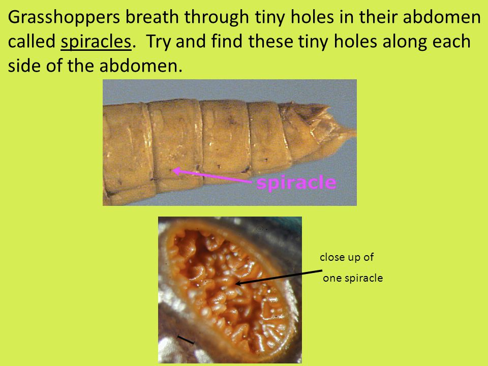 Grasshoppers breath through tiny holes in their abdomen called spiracles.