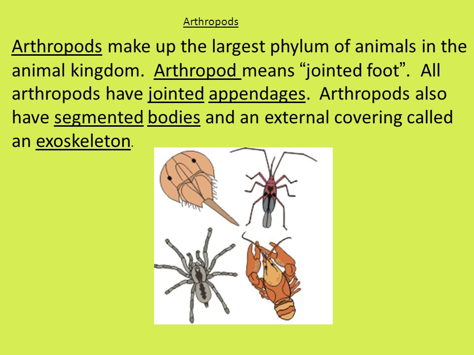 Arthropods Arthropods make up the largest phylum of animals in the animal kingdom.