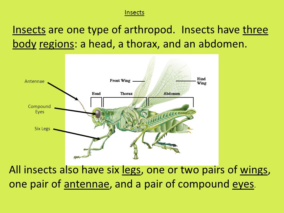 Insects Insects are one type of arthropod.