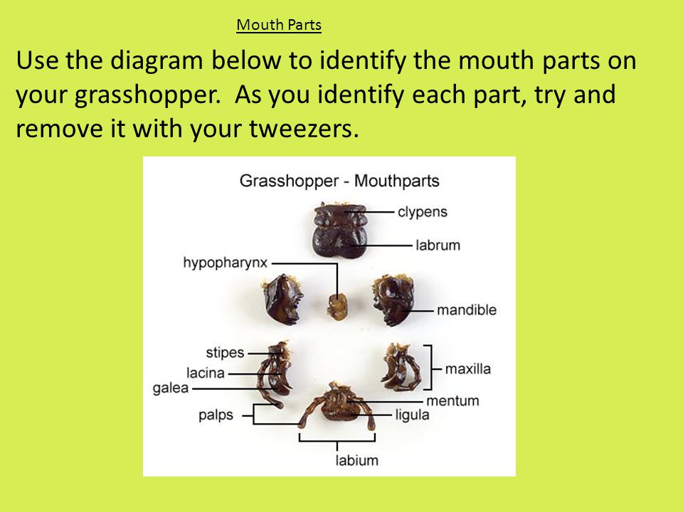 Mouth Parts Use the diagram below to identify the mouth parts on your grasshopper.