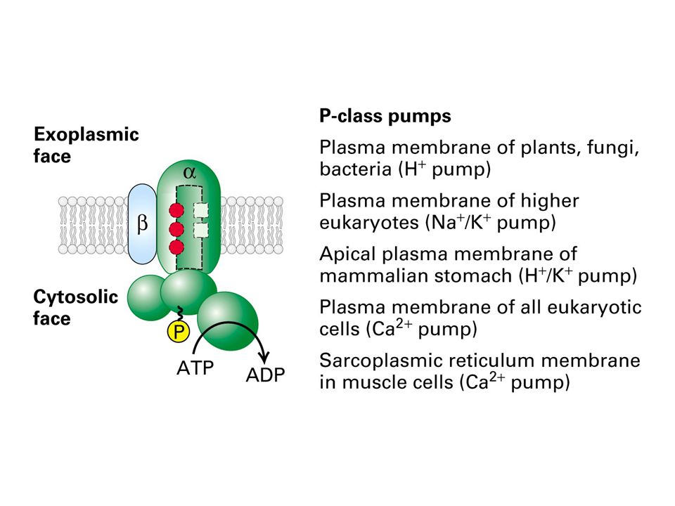 ATP Powered Pumps By Adam Attebery. - ppt video online download