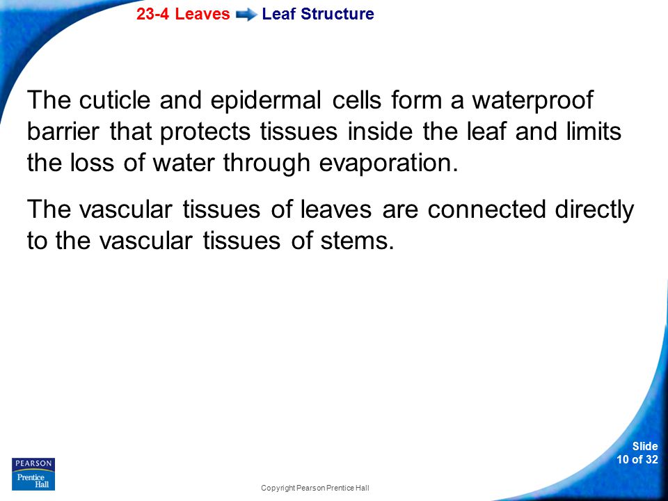 23-4 Leaves Slide 10 of 32 Copyright Pearson Prentice Hall Leaf Structure The cuticle and epidermal cells form a waterproof barrier that protects tissues inside the leaf and limits the loss of water through evaporation.