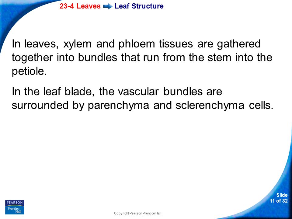 23-4 Leaves Slide 11 of 32 Copyright Pearson Prentice Hall Leaf Structure In leaves, xylem and phloem tissues are gathered together into bundles that run from the stem into the petiole.