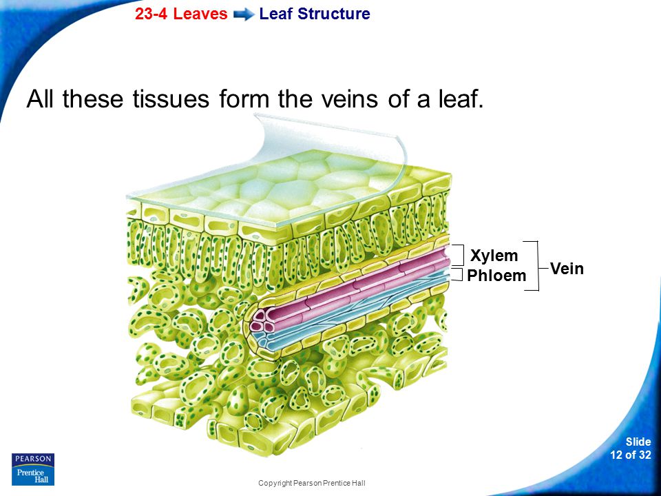 23-4 Leaves Slide 12 of 32 Copyright Pearson Prentice Hall Leaf Structure All these tissues form the veins of a leaf.