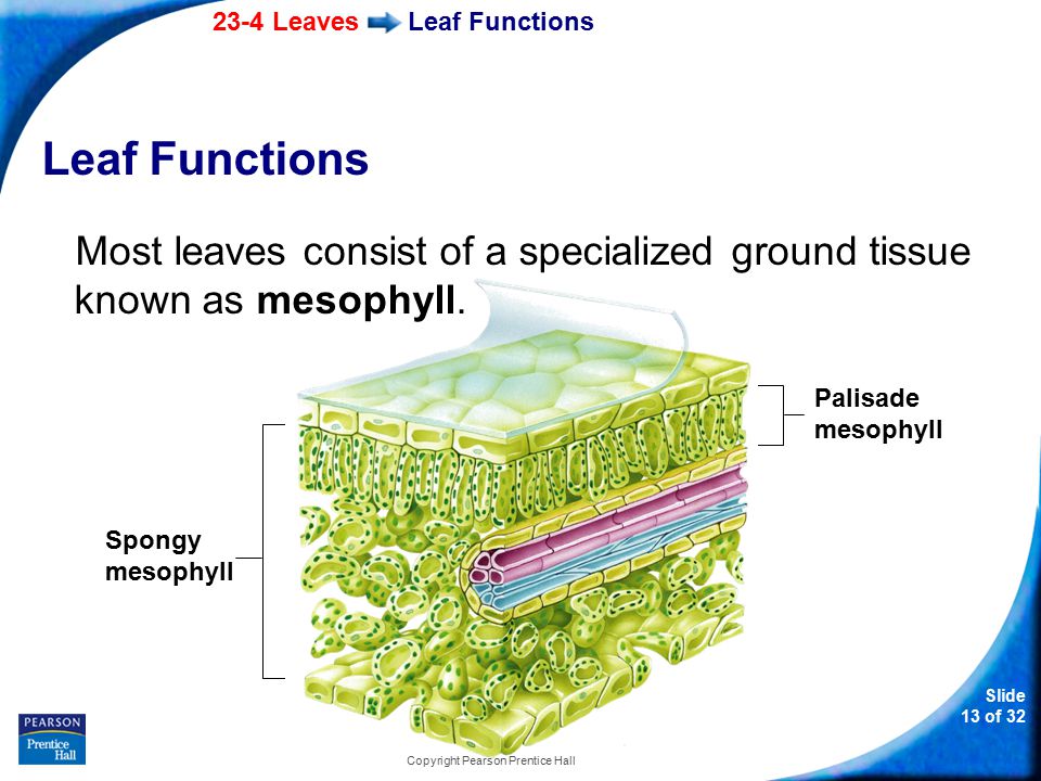 23-4 Leaves Slide 13 of 32 Copyright Pearson Prentice Hall Leaf Functions Most leaves consist of a specialized ground tissue known as mesophyll.