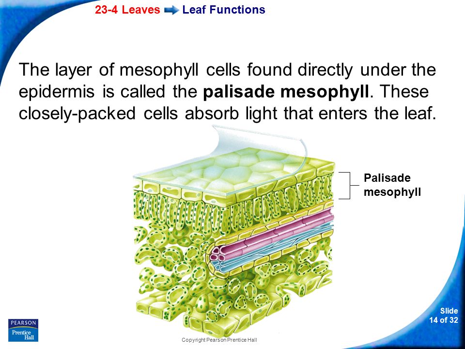 23-4 Leaves Slide 14 of 32 Copyright Pearson Prentice Hall Leaf Functions The layer of mesophyll cells found directly under the epidermis is called the palisade mesophyll.