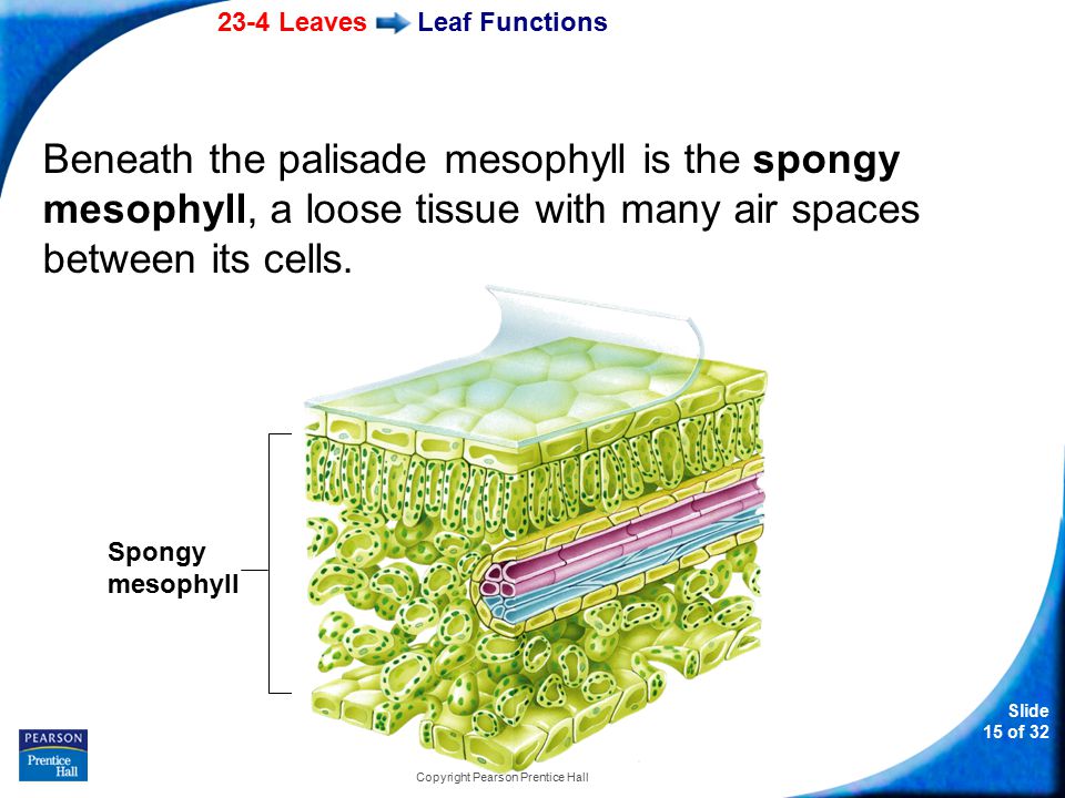 23-4 Leaves Slide 15 of 32 Copyright Pearson Prentice Hall Leaf Functions Beneath the palisade mesophyll is the spongy mesophyll, a loose tissue with many air spaces between its cells.