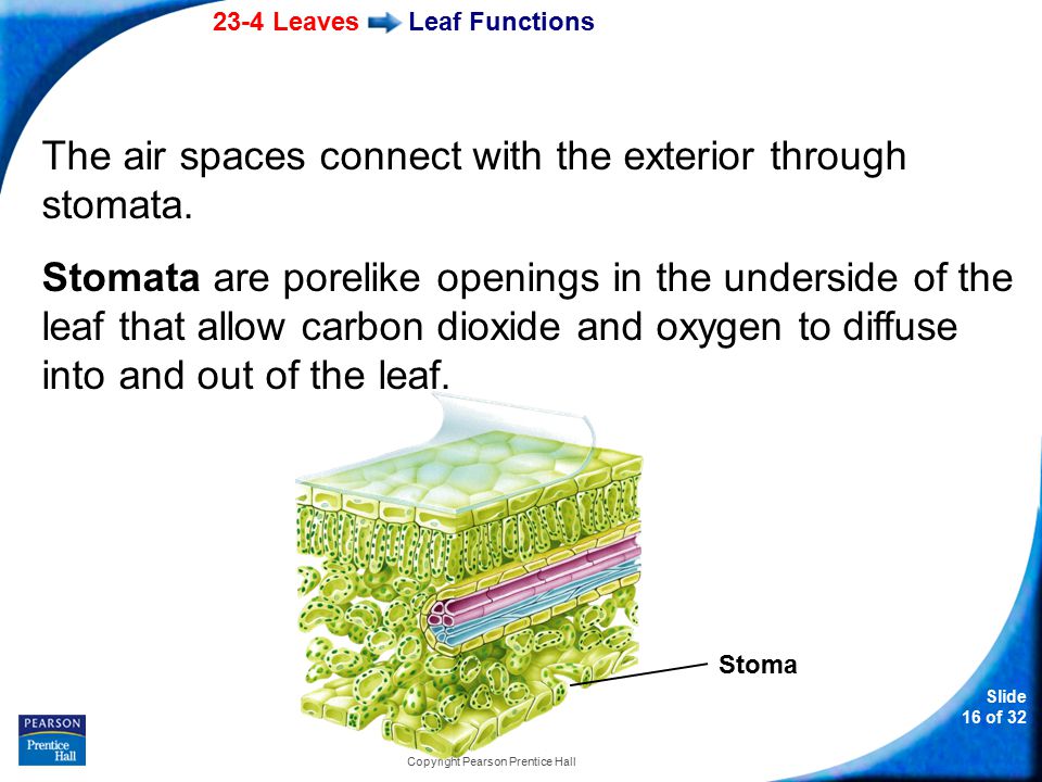 23-4 Leaves Slide 16 of 32 Copyright Pearson Prentice Hall Leaf Functions The air spaces connect with the exterior through stomata.