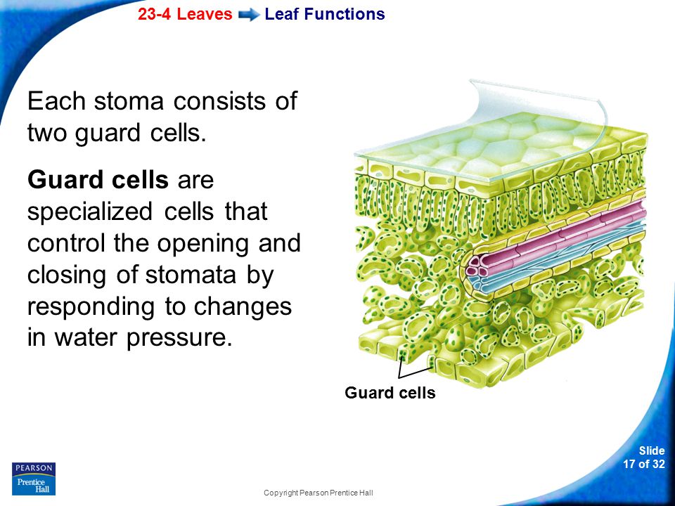 23-4 Leaves Slide 17 of 32 Copyright Pearson Prentice Hall Leaf Functions Each stoma consists of two guard cells.