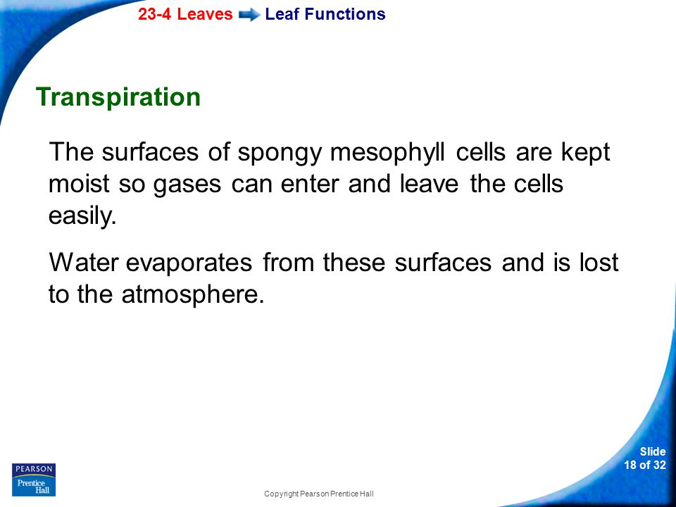 23-4 Leaves Slide 18 of 32 Copyright Pearson Prentice Hall Leaf Functions Transpiration The surfaces of spongy mesophyll cells are kept moist so gases can enter and leave the cells easily.
