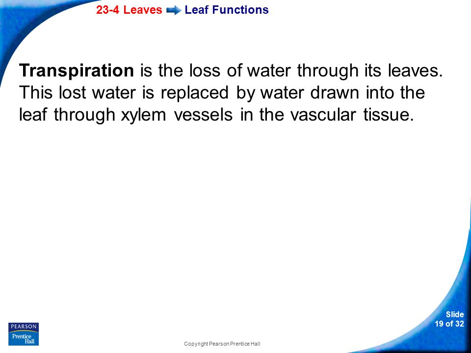 23-4 Leaves Slide 19 of 32 Copyright Pearson Prentice Hall Leaf Functions Transpiration is the loss of water through its leaves.