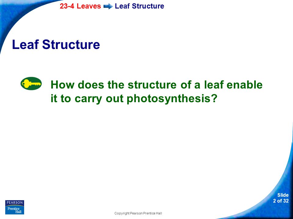 23-4 Leaves Slide 2 of 32 Copyright Pearson Prentice Hall Leaf Structure How does the structure of a leaf enable it to carry out photosynthesis