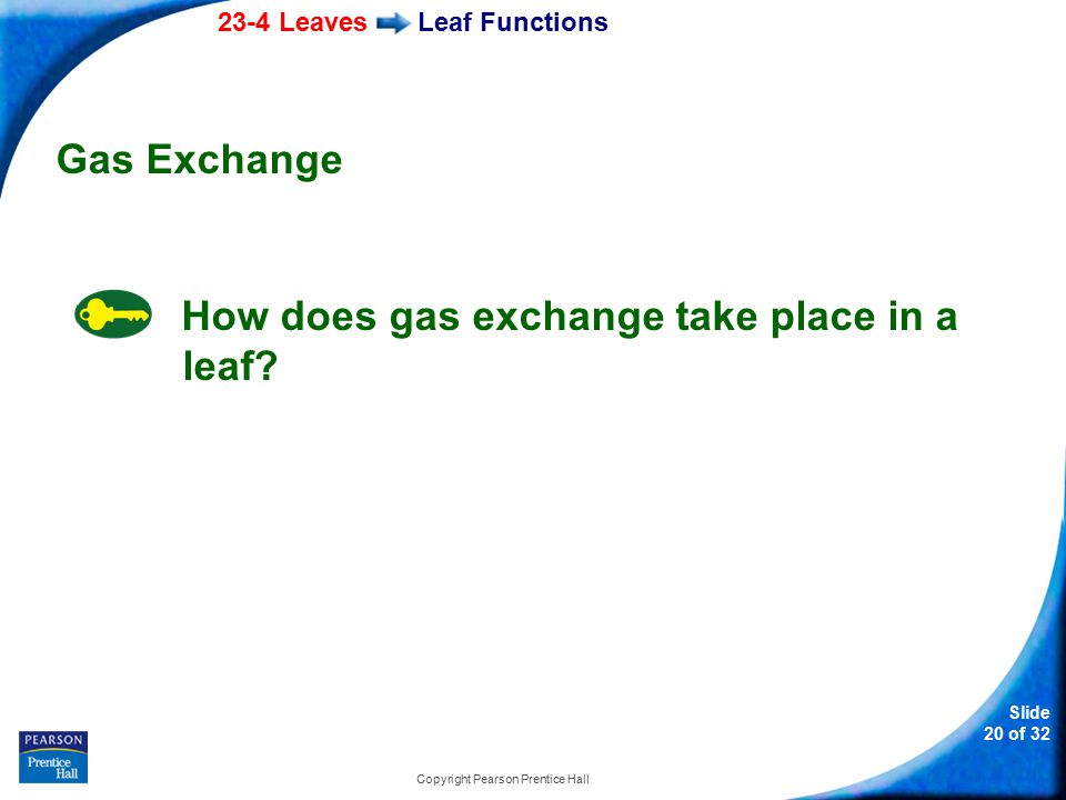 23-4 Leaves Slide 20 of 32 Copyright Pearson Prentice Hall Leaf Functions Gas Exchange How does gas exchange take place in a leaf