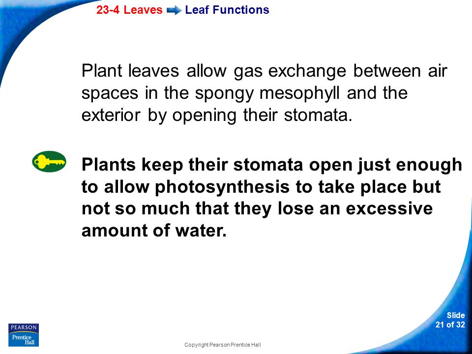 23-4 Leaves Slide 21 of 32 Copyright Pearson Prentice Hall Leaf Functions Plant leaves allow gas exchange between air spaces in the spongy mesophyll and the exterior by opening their stomata.