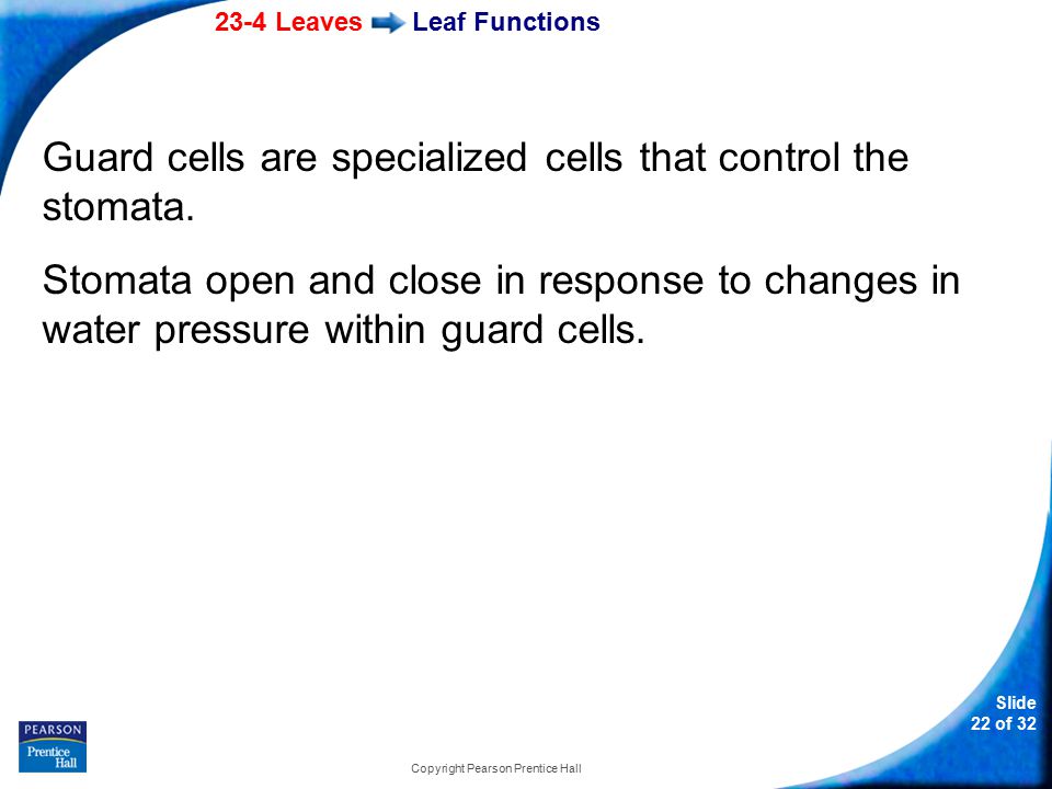 23-4 Leaves Slide 22 of 32 Copyright Pearson Prentice Hall Leaf Functions Guard cells are specialized cells that control the stomata.