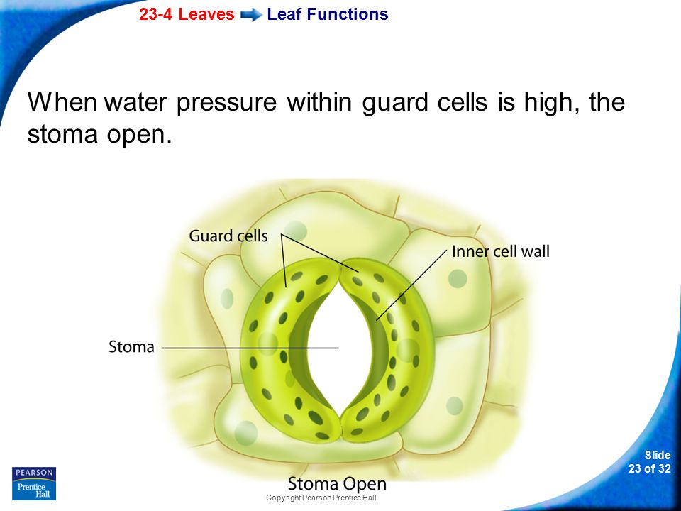 23-4 Leaves Slide 23 of 32 Copyright Pearson Prentice Hall Leaf Functions When water pressure within guard cells is high, the stoma open.