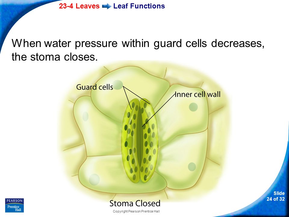 23-4 Leaves Slide 24 of 32 Copyright Pearson Prentice Hall Leaf Functions When water pressure within guard cells decreases, the stoma closes.