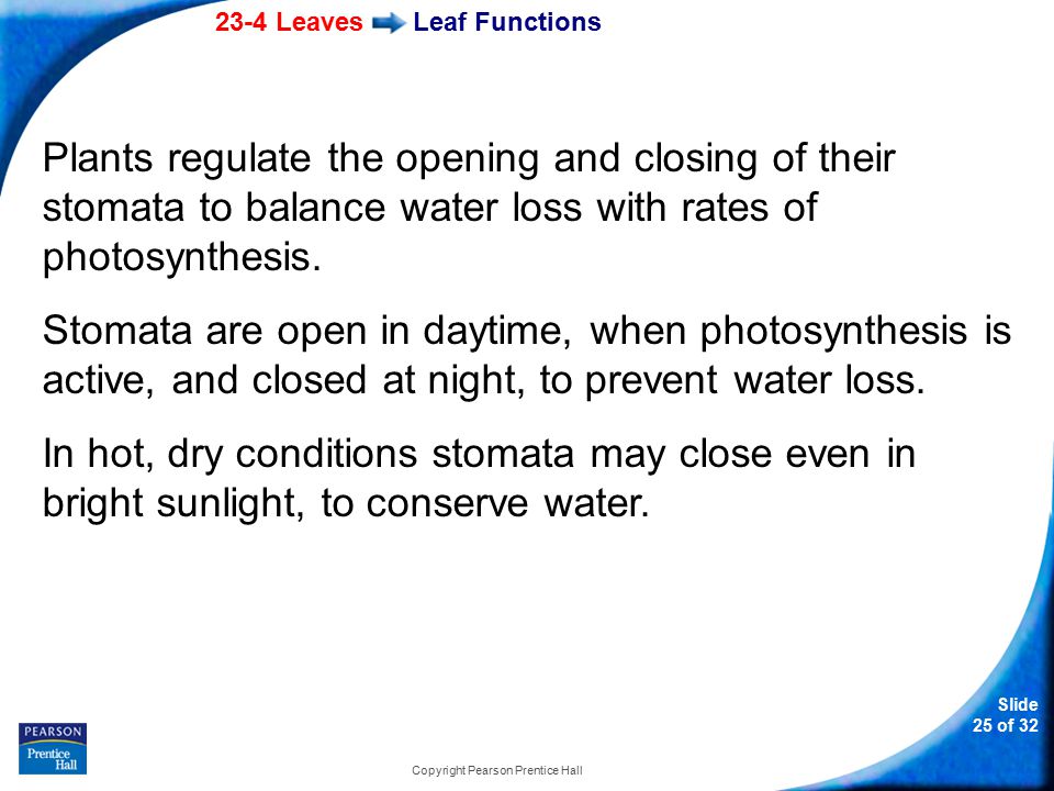 23-4 Leaves Slide 25 of 32 Copyright Pearson Prentice Hall Leaf Functions Plants regulate the opening and closing of their stomata to balance water loss with rates of photosynthesis.