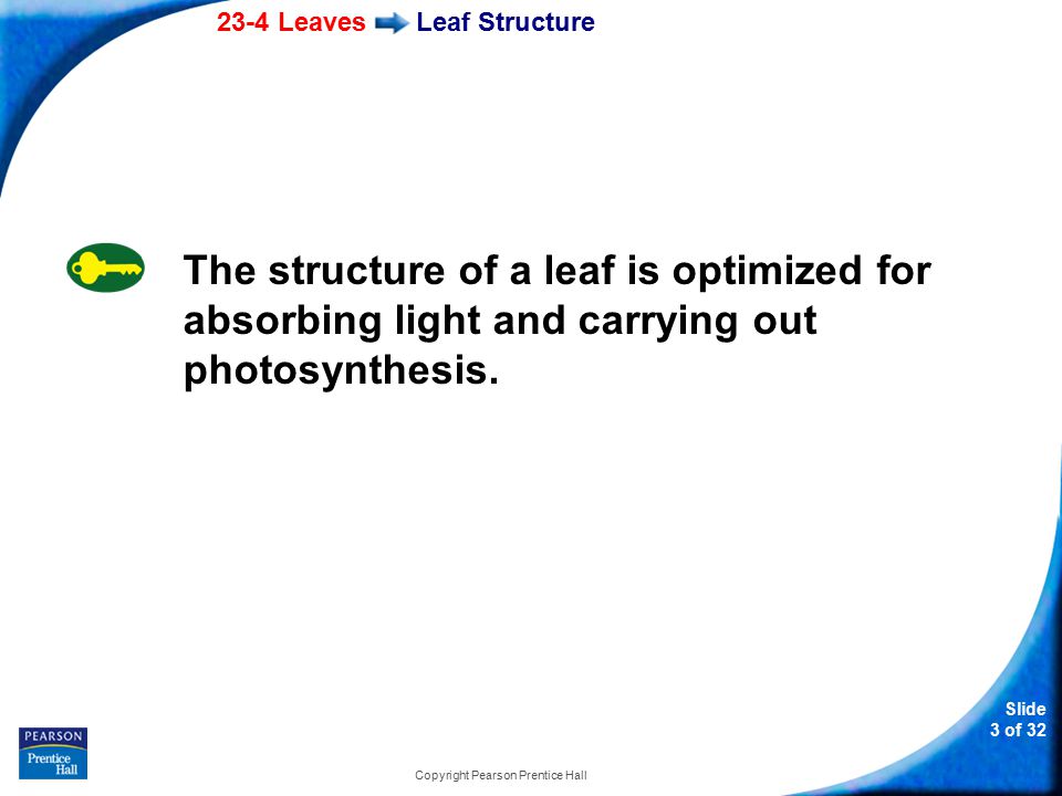 23-4 Leaves Slide 3 of 32 Copyright Pearson Prentice Hall Leaf Structure The structure of a leaf is optimized for absorbing light and carrying out photosynthesis.