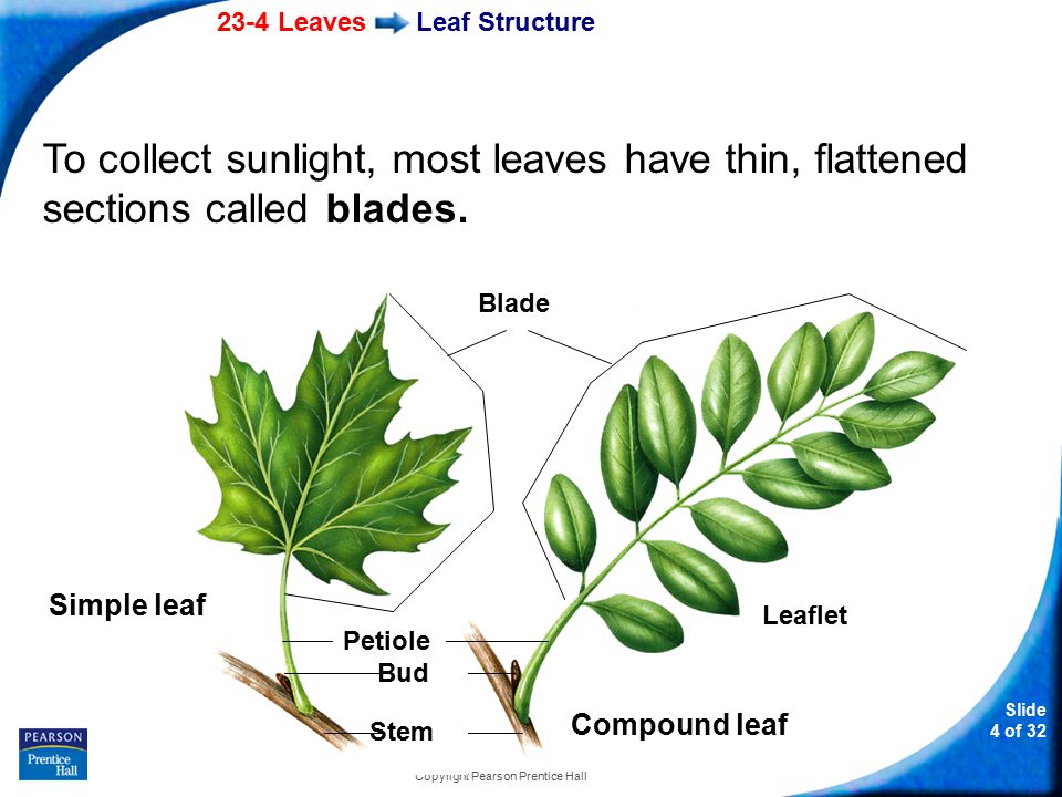 23-4 Leaves Slide 4 of 32 Copyright Pearson Prentice Hall Leaf Structure To collect sunlight, most leaves have thin, flattened sections called blades.
