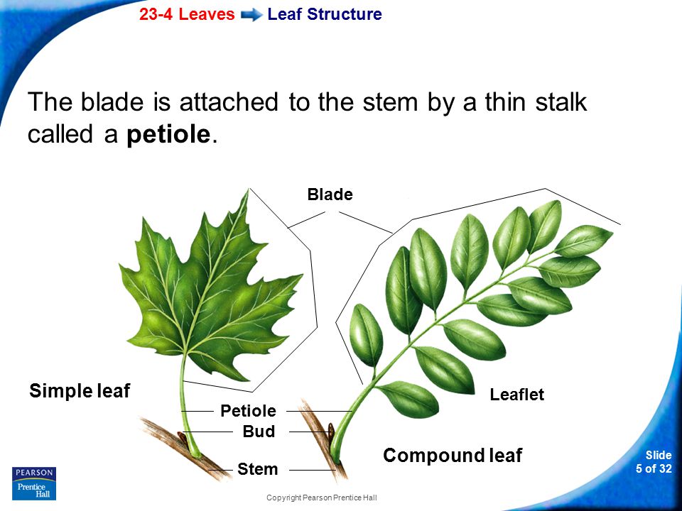 23-4 Leaves Slide 5 of 32 Copyright Pearson Prentice Hall Leaf Structure The blade is attached to the stem by a thin stalk called a petiole.