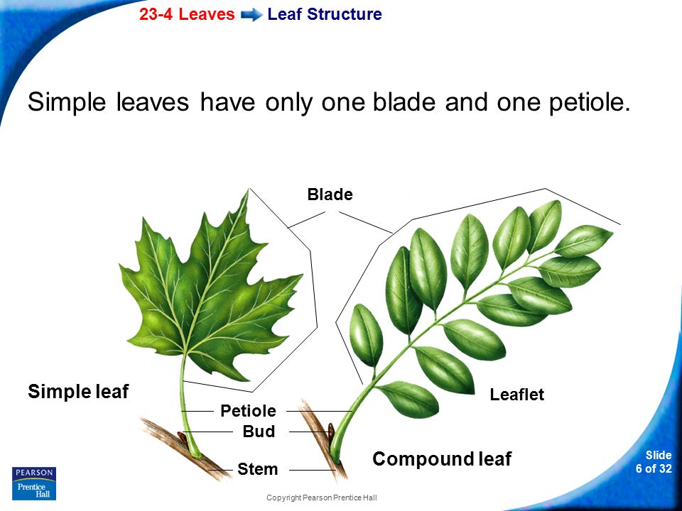 23-4 Leaves Slide 6 of 32 Copyright Pearson Prentice Hall Leaf Structure Simple leaves have only one blade and one petiole.