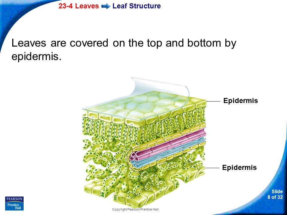 23-4 Leaves Slide 8 of 32 Copyright Pearson Prentice Hall Leaf Structure Leaves are covered on the top and bottom by epidermis.