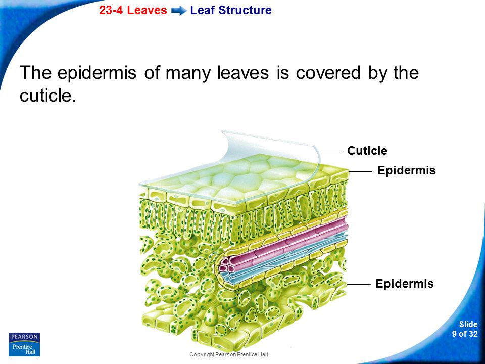 23-4 Leaves Slide 9 of 32 Copyright Pearson Prentice Hall Leaf Structure The epidermis of many leaves is covered by the cuticle.