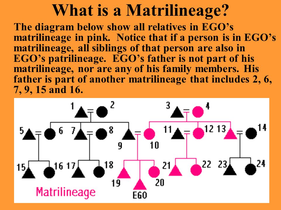 What is a Matrilineage. The diagram below show all relatives in EGO’s matrilineage in pink.