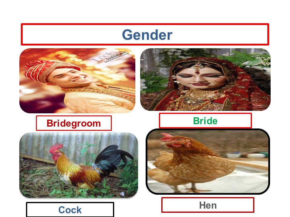 Gender Bridegroom Bride Cock Hen
