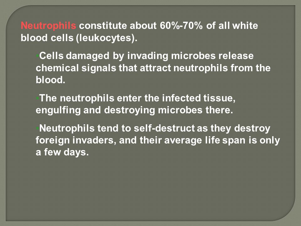 Neutrophils constitute about 60%-70% of all white blood cells (leukocytes).