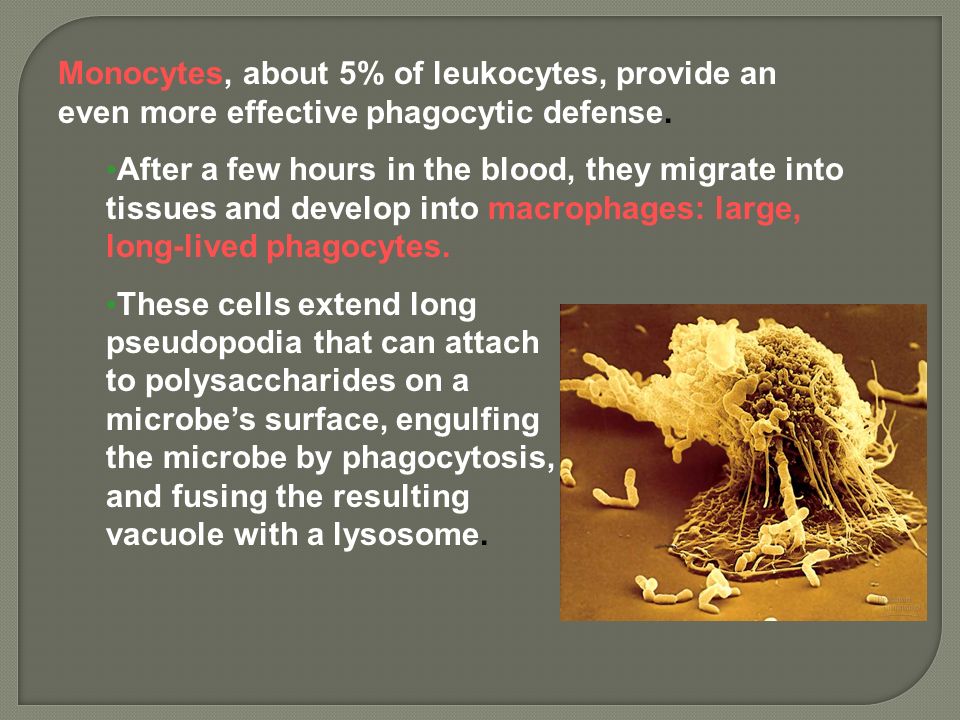 Monocytes, about 5% of leukocytes, provide an even more effective phagocytic defense.