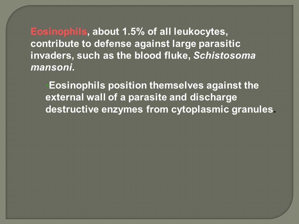 Eosinophils, about 1.5% of all leukocytes, contribute to defense against large parasitic invaders, such as the blood fluke, Schistosoma mansoni.