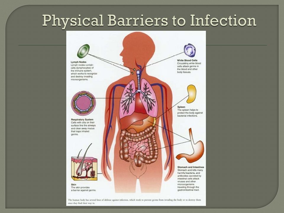 An Overview of the Body's Defenses. The first line of defense, the skin and  mucous membranes, prevents most microbes from entering the body. - ppt  download