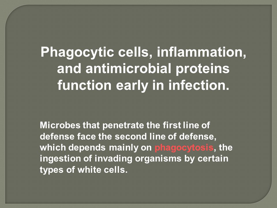Phagocytic cells, inflammation, and antimicrobial proteins function early in infection.