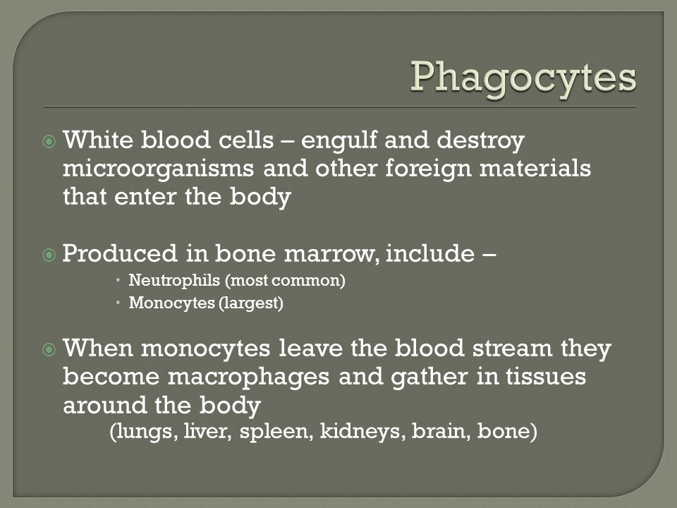  White blood cells – engulf and destroy microorganisms and other foreign materials that enter the body  Produced in bone marrow, include –  Neutrophils (most common)  Monocytes (largest)  When monocytes leave the blood stream they become macrophages and gather in tissues around the body (lungs, liver, spleen, kidneys, brain, bone)