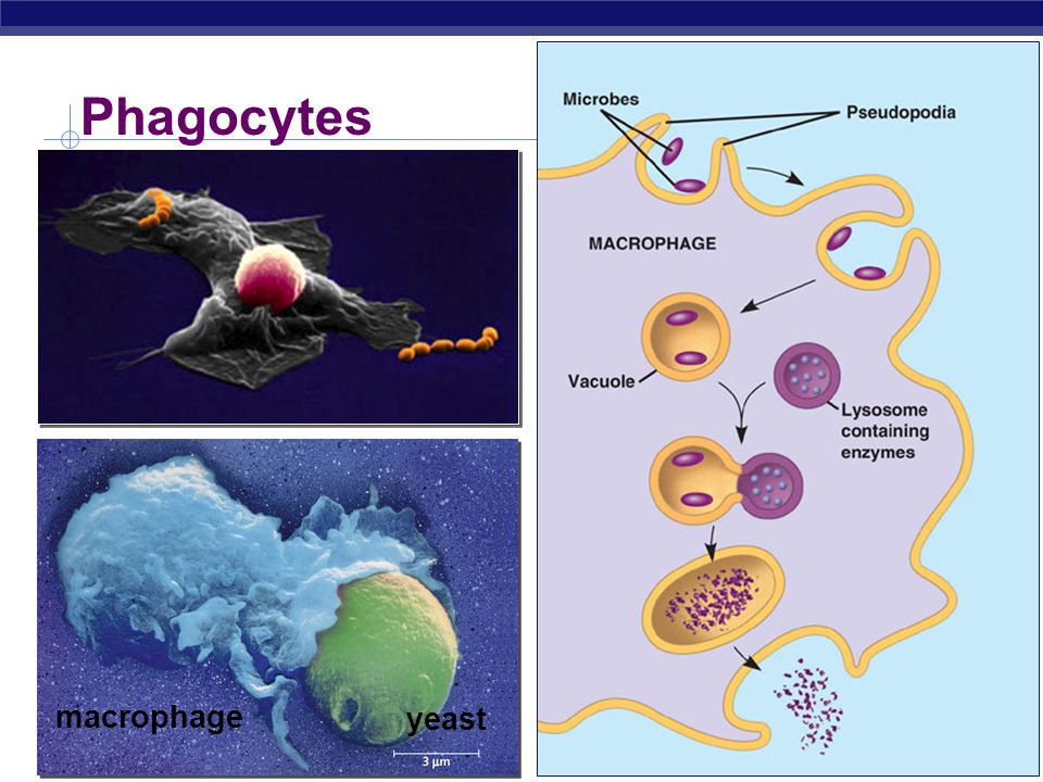 AP Biology Leukocytes: Phagocytic WBCs  Attracted by chemical signals released by damaged cells  enter infected tissue, engulf & ingest microbes  lysosomes  Neutrophils  most abundant WBC (~70%)  ~ 3 day lifespan (self-destruct)  Macrophages  big eater , long-lived  Natural Killer Cells  destroy virus-infected cells & cancer cells (apoptosis)