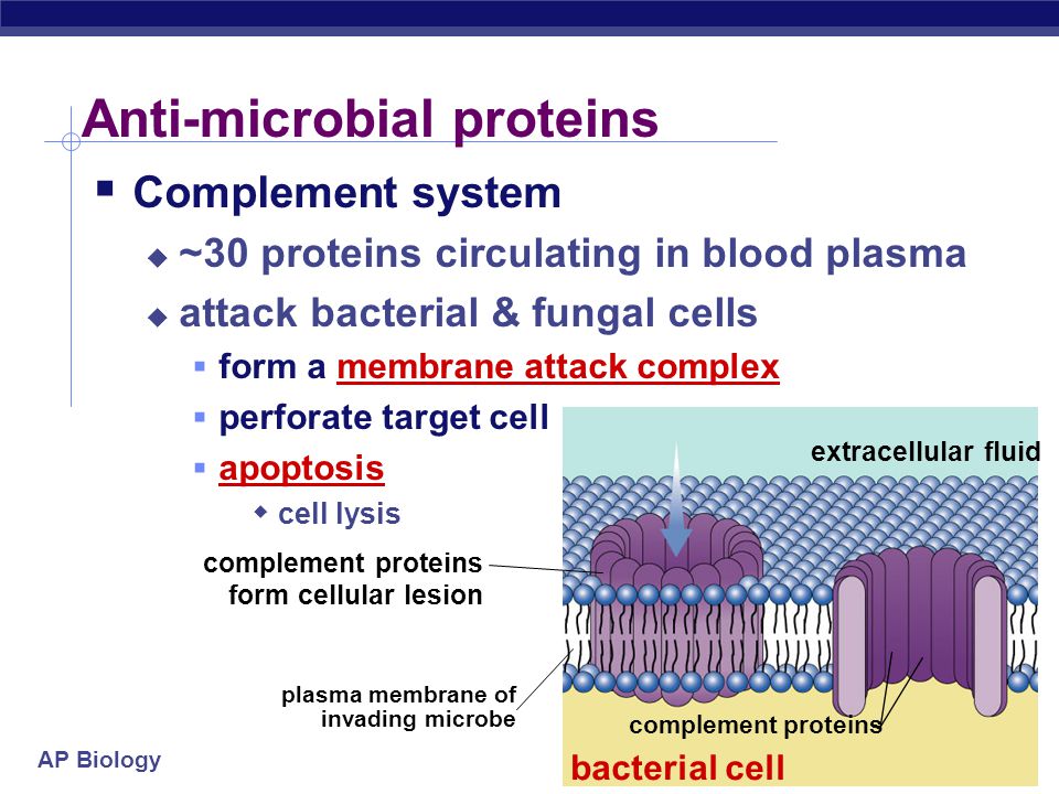 AP Biology  Natural Killer Cells perforate cells  release perforin protein  insert into membrane of target cell  forms pore allowing fluid to flow into cell  cell ruptures (lysis)  apoptosis Destroying cells gone bad.