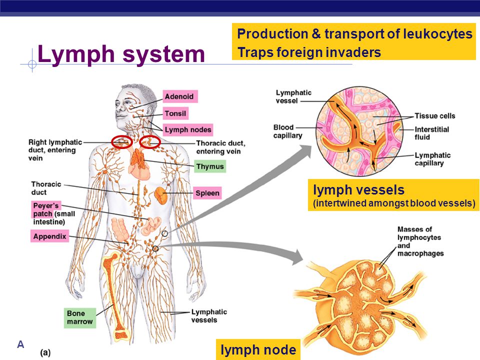 AP Biology Why an immune system.  Attack from outside  lots of organisms want you for lunch.
