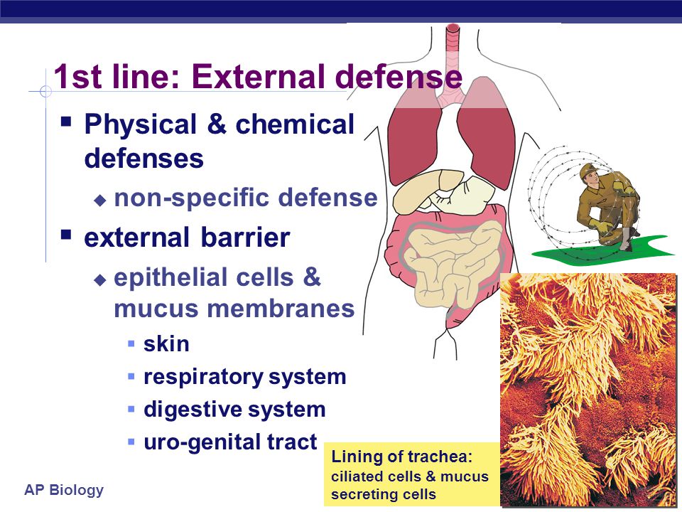 AP Biology Lines of defense  1st line: Barriers  broad, external defense  walls & moats  skin & mucus membranes  2nd line: Non-specific patrol  broad, internal defense  patrolling soldiers  leukocytes = phagocytic WBC  macrophages  3rd line: Immune System  specific, acquired immunity  elite trained units  lymphocytes & antibodies  B cells & T cells Innate Immunity Present before any exposure to pathogens Effective from the time of birth Largely non-specific (recognizes and responds to a broad range of microbes) Acquired Immunity Develops only after exposure to microbes Bacteria & insects inherit resistance.