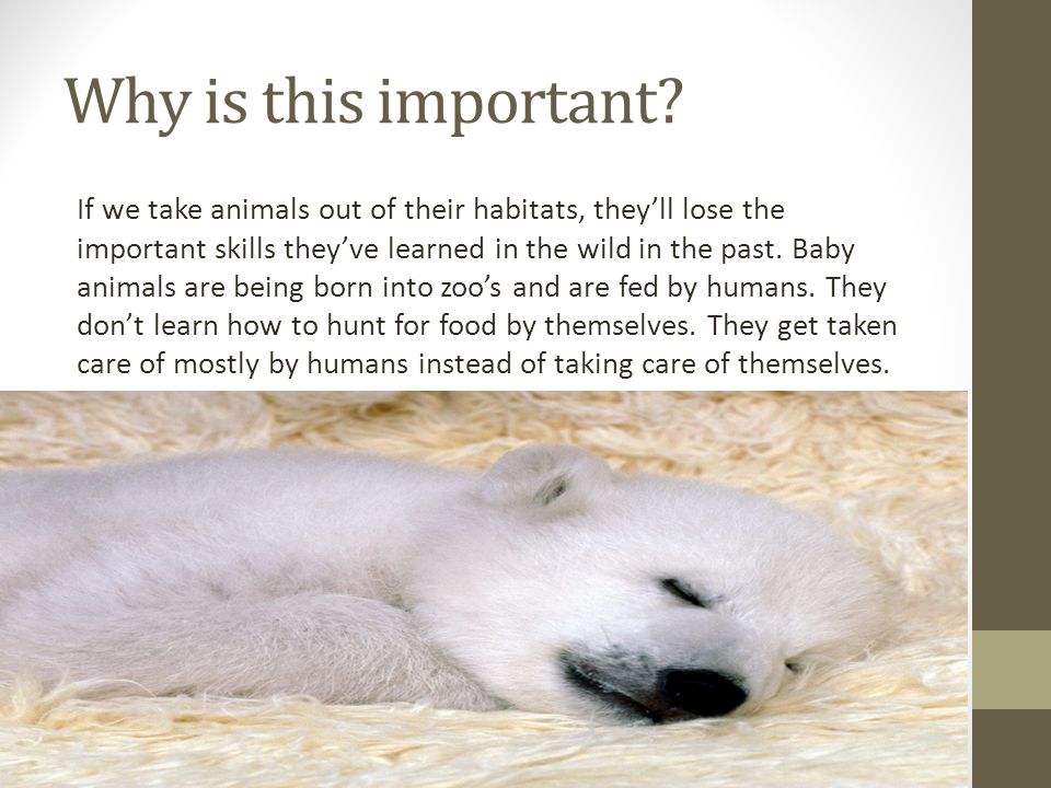 Habitat Destruction By: Lily Maul. What is this issue about? All over the  world, animals are getting taken away from their habitats and put into  zoo's. - ppt download