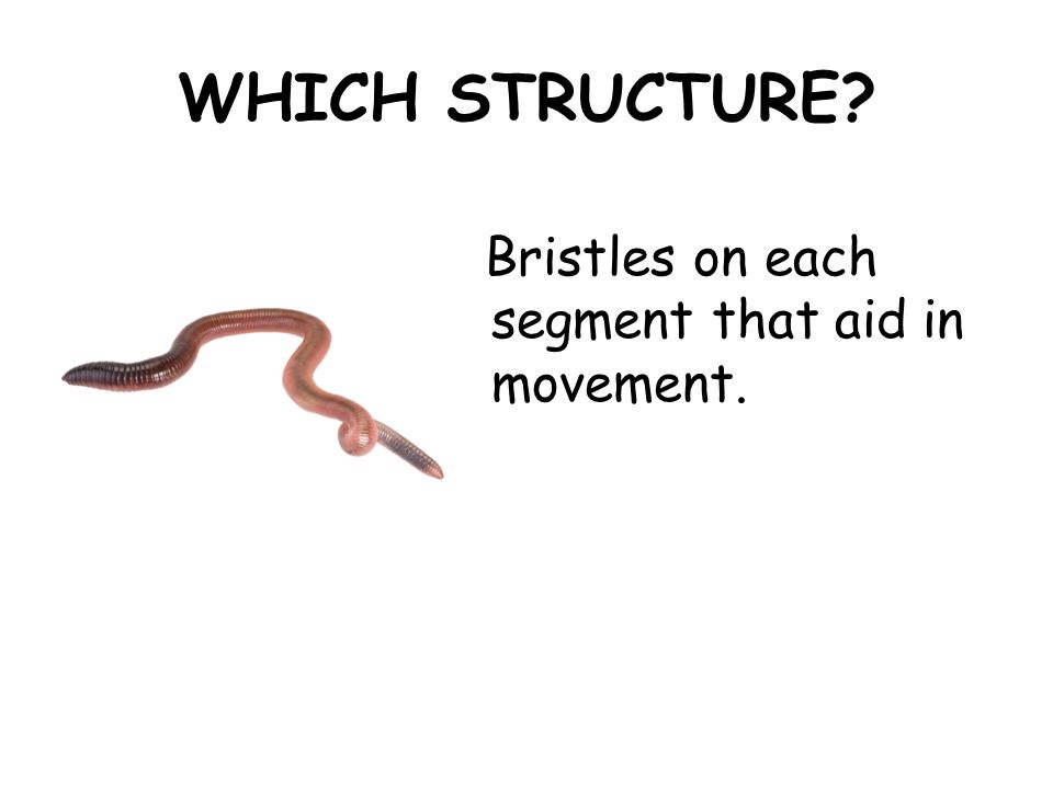 WHICH STRUCTURE? Review of earthworm structures and functions